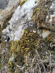 Homalothecium aureum