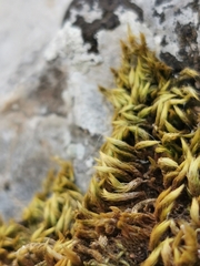 Homalothecium aureum