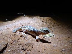 Chondrodactylus angulifer
