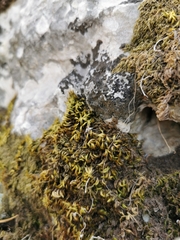 Homalothecium aureum