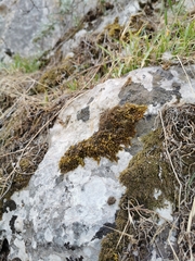 Homalothecium aureum