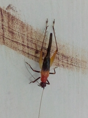 Homoeoxipha lycoides