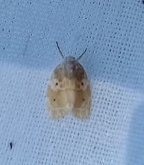 Schistophleps bipuncta