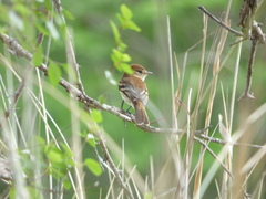 Myiophobus fasciatus