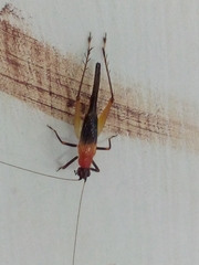 Homoeoxipha lycoides
