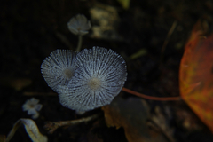 Lanatulae