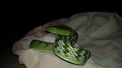 Ahaetulla prasina