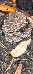 Thelephora terrestris