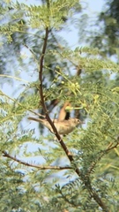 Acrocephalus stentoreus