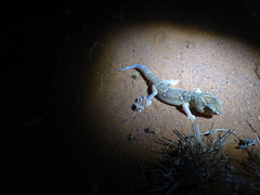 Chondrodactylus angulifer