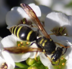 Ancistrocerus catskill