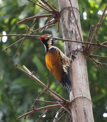 Dinopium benghalense