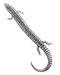 Ocellated Skink photo 2