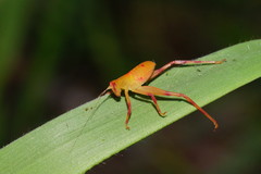 Paracaedicia serrata