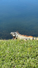Iguana iguana