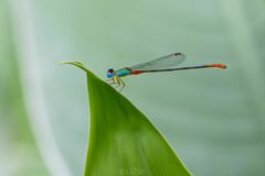 Ceriagrion cerinorubellum