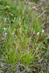 Carex krausei