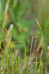 Carex krausei