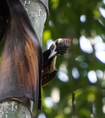 Dinopium benghalense