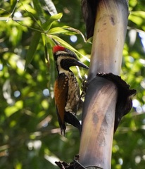 Dinopium benghalense