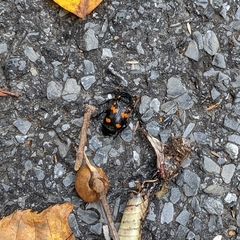 Nicrophorus orbicollis