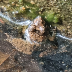 Fejervarya limnocharis