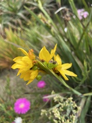 Sisyrinchium palmifolium