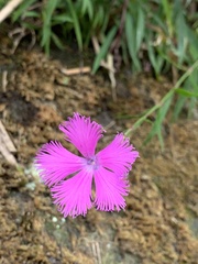 Dianthus longicalyx