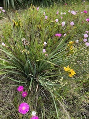 Sisyrinchium palmifolium