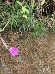 Dianthus longicalyx