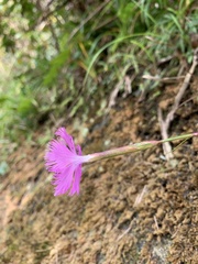 Dianthus longicalyx