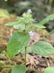 Clinopodium chinense