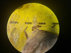 Elaphropeza ephippiata