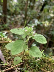Clinopodium chinense
