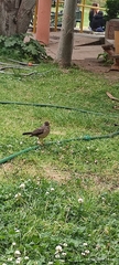 Turdus falcklandii