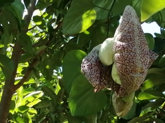 Aristolochia littoralis