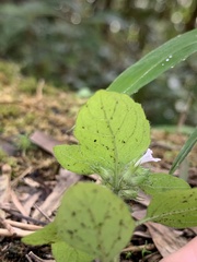 Clinopodium chinense