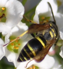 Ancistrocerus catskill