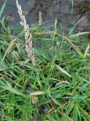 Calamagrostis stricta