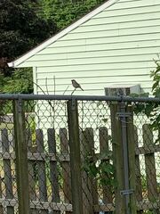 Passer domesticus