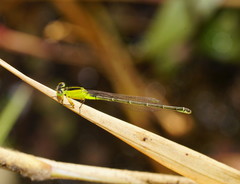 Ischnura pruinescens