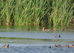 Heteronetta atricapilla