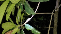 Calotes versicolor