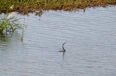Anhinga melanogaster