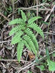 Arachniodes rhomboidea