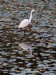 Ardea alba