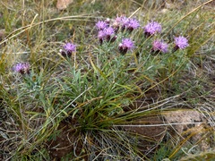 Saussurea salicifolia