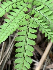 Arachniodes rhomboidea