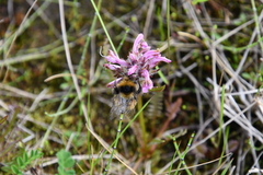 Pedicularis sudetica