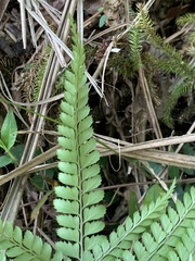 Arachniodes rhomboidea